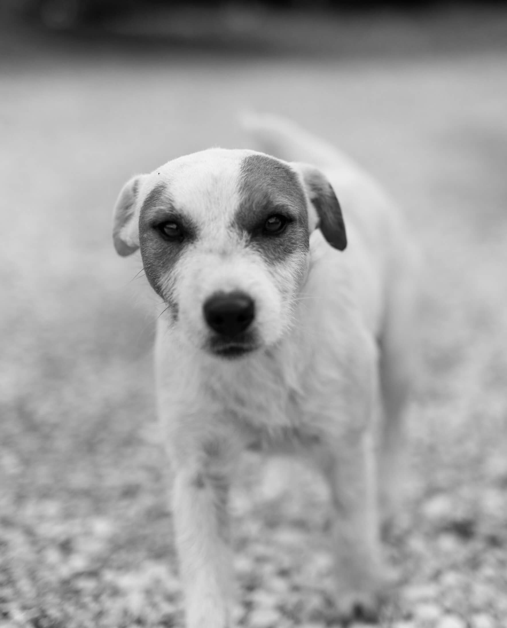 small farm dog in black and white photography